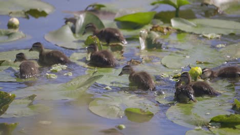 Flock-of-baby-Wood-ducklings-swimming,-walking,-and-eating-amongst-lily-pads