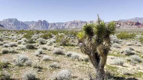 Yucca-Baum-In-Wüstenlandschaft-Schwenkaufnahme