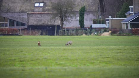 Roe-deer-grazing-in-grassy-field-pasture,-farm-buildings-in-background