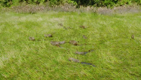 Grass-field-with-a-group-of-capybaras-in-Arauca,-Colombia,-lush-greenery,-daytime