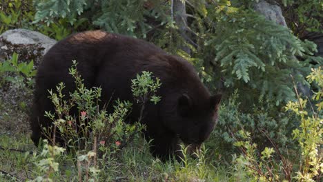 Brown-Bear-Foraging-in-Lush-Green-Forest-During-Early-Autumn