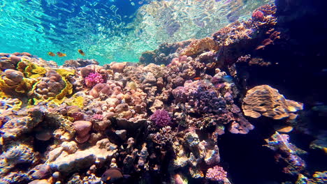 Korallenriffe-Und-Schwärme-Wunderschöner-Kleiner-Gelb-Gestreifter-Blauer-Fische