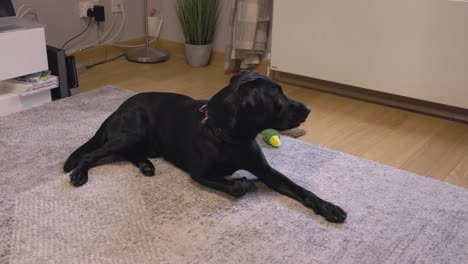 Static-shot-of-a-black-labrador-lying-down-looking-around-in-the-living-room