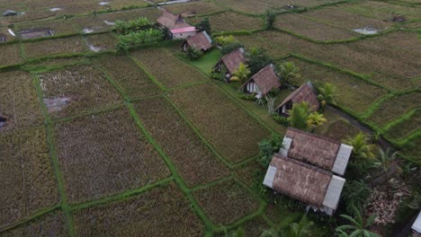 Glamping-and-Ecotourism-huts-amid-rural-ricefields-Bali,-Aerial