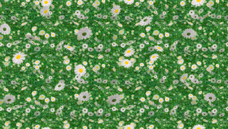 Easter-flower-daisy-background-loop-tile-falling