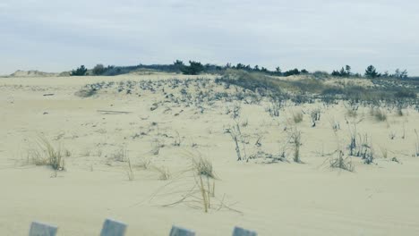 Coastal-Sand-Dunes-and-Pine-Trees-behind-Short-Wooden-Fence-Cape-Henlopen-State-Park-Delaware-United-States-on-a-Overcast-Spring-Day