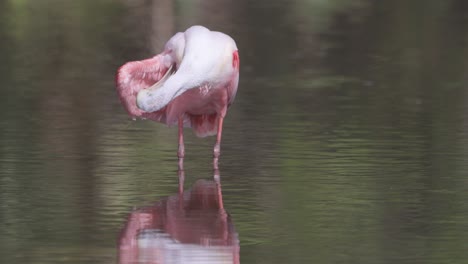 Roseate-Spoonbill-grooming-feathers-under-wing-in-shallow-water-in-Florida-wetland