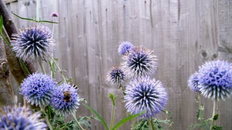 Cámara-Lenta-De-Abejorros-Recogiendo-Néctar-De-Flores-De-Echinops-En-Un-Jardín-De-Londres