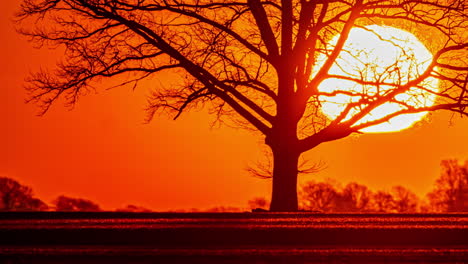 Feurig-Goldener-Sonnenaufgang-Im-Zeitraffer-Hinter-Der-Silhouette-Eines-Baumes