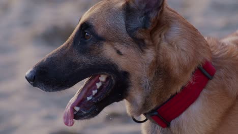 a-head-of-curious-pet-animal-shepherd-dog-on-the-beach,-slowmotion-cinematic-style