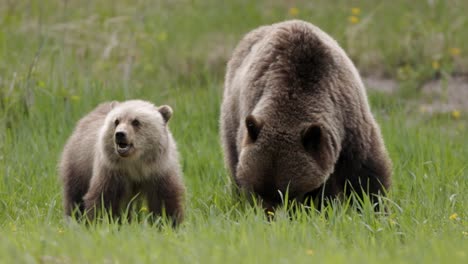 Eine-Grizzlybärin-Und-Ihr-Junges-Streifen-Durch-Eine-Leuchtend-Grüne-Wiese-Und-Halten-An,-Um-Das-Frische-Frühlingsgras-Zu-Grasen