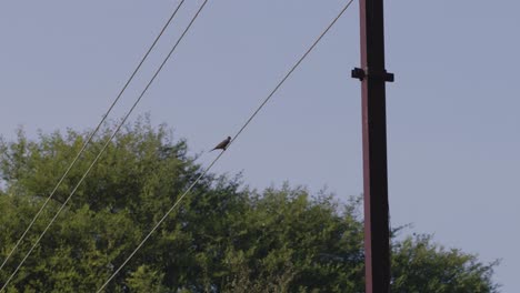 A-hand-held-long-shot-of-a-bird-sitting-on-an-electricity-cable-with-a-foreground-of-electric-pole-and-trees-in-the-backdrop