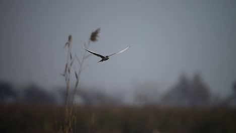 The-River-tern--Fishing-in-wetland-area