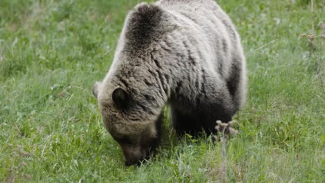 Un-Oso-Grizzly-Solitario-Deambula-Por-Una-Pradera-Verde-Vibrante,-Deteniéndose-Ocasionalmente-Para-Pastar-En-La-Fresca-Vegetación-Primaveral