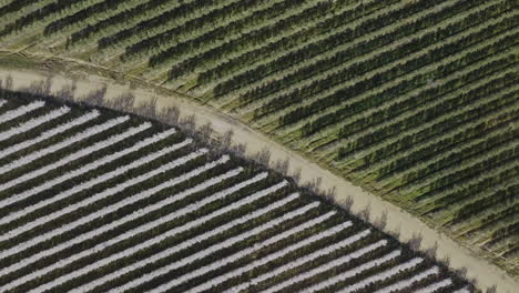 Olivos-Y-Almendros-En-Extremadura-España,-Vista-Desde-Drone