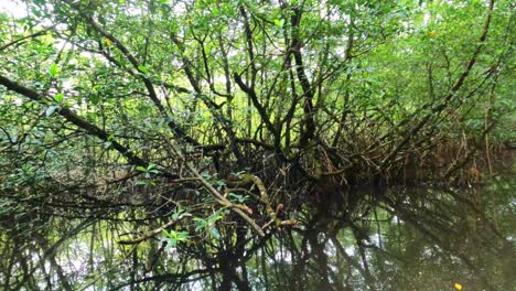 Vista-Pov-En-Barco-Dentro-Del-Río-De-La-Selva-En-El-Manglar-De-Malanza-En-Santo-Tomé,-África