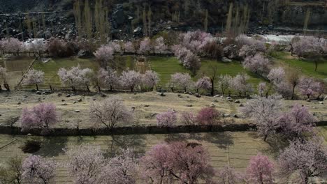 Aerial-View-Cherry-Blossom-Trees-On-Valley-Floor-In-Skardu,-Gilgit-Baltistan