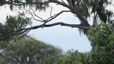 Indischer-Myna-Sitzt-Ruhig-Auf-Einem-Ast-Eines-Sydney-Baumes