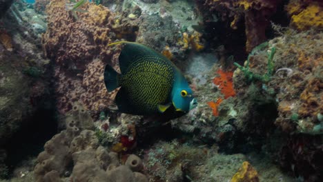 Ein-Französischer-Kaiserfisch,-Der-Bei-Einem-Schönen-Tauchgang-In-Der-Nähe-Des-Riffs-Schwimmt