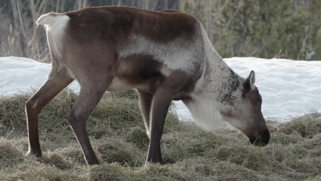 Caribou-Reindeer-Grazing-On-The-Wilds-In-The-Yukon-Territories,-Canada