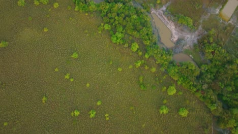 The-vast,-green-landscape-of-arauca,-colombia-with-scattered-trees,-,-aerial-view,-aerial-view