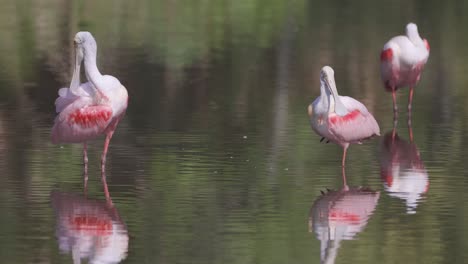 Espátulas-Rosadas-Acicalándose-En-Aguas-Poco-Profundas-En-Un-Pantano-De-Florida