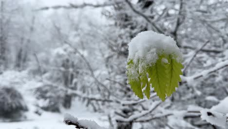 Hoja-Congelada-Del-árbol-Del-Bosque-La-Nieve-Del-Invierno-Cubre-Las-Hojas-Verdes-De-La-Temporada-De-Primavera-En-El-Fondo-Blanco-Frío-Y-Helado-En-Irán,-Medio-Oriente,-Asia,-El-Bosque-De-Hyrcanian,-Paisaje-Natural-De-Maravillosa-Vida-Rural-Escénica