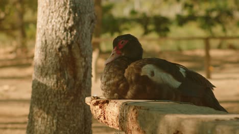 Muscovy-duck-resting-on-a-log-in-Arauca,-Colombia,-with-trees-in-the-background,-warm-light