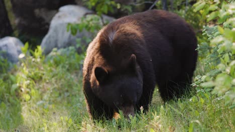 Se-Ve-A-Un-Oso-Negro-Buscando-Comida-En-Un-Claro-Cubierto-De-Hierba-Dentro-De-Una-Zona-Boscosa