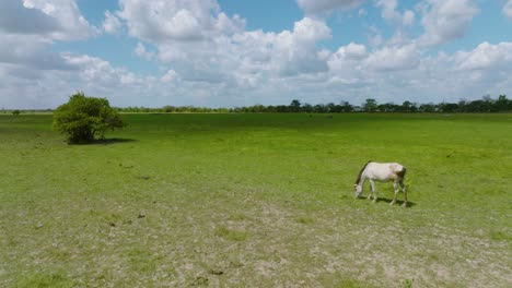 Caballo-Blanco-Pastando-Solo-En-Un-Campo-Verde-Bajo-Un-Cielo-Azul-Con-Nubes-Esponjosas-En-Arauca,-Colombia