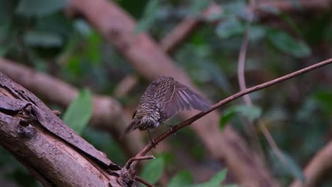 Seen-from-its-back-shaking-its-feathers-to-dry,-White-throated-Rock-Thrush-Monticola-gularis,-THailand