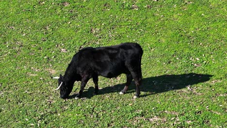 Drone-shot-at-a-short-orbital-distance-over-a-green-grass-meadow-where-an-adult-black-Avila-cow-grazes-peacefully-on-a-sunny-spring-day-in-Avila,-Spain