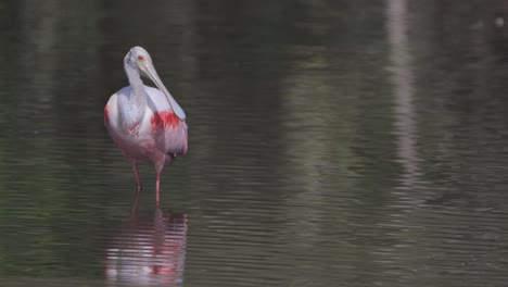 Roseate-Spoonbill-wading-in-shallow-water-looking-around-in-Florida-swamp