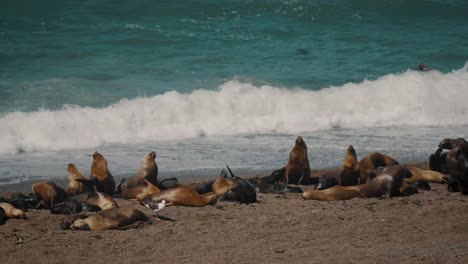 Patagonischer-Seelöwe-Liegt-An-Der-Küste-Des-Strandes-Auf-Der-Halbinsel-Valdes,-Chubut,-Argentinien