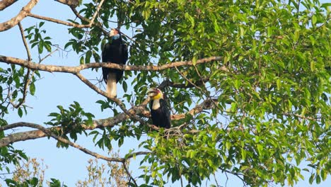 Two-individuals-perched-on-two-branches-looking-around-during-the-morning,-Wreathed-Hornbill-Rhyticeros-undulatus-Male-Female,-Thailand