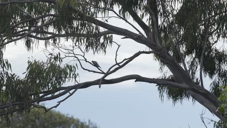 Indian-Myna-perches-quietly-on-Sydney-tree-branch