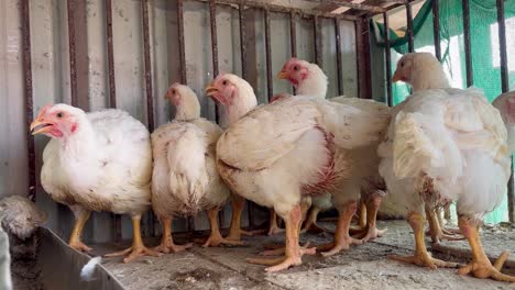 Close-up-of-white-chickens-in-house-chicken-coop-in-countryside