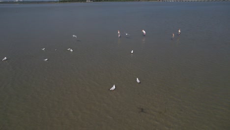 Vögel,-Filmisches-Video-Von-Vögeln,-Luftaufnahmen-Von-Vögeln,-Die-In-Einem-Süßwasser-Stagnationsland-Fische-Jagen