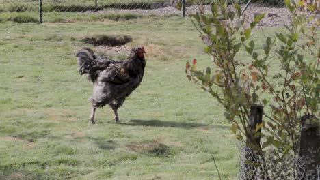 Rooster-strutting-in-a-grassy-enclosure,-fence-in-background,-daylight