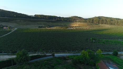 Vista-Aérea-De-Una-Gran-Plantación-De-Kiwi