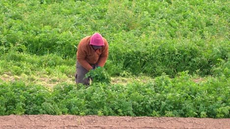 Farmer-or-farm-worker-picking-up-coriander-or-fennel-growing-in-agricultural-plantation-during