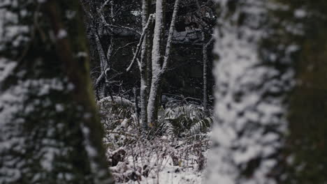 Zoomen-Sie-Zwischen-Den-Bäumen-Auf-Die-Katze-Im-Wald-An-Einem-Kalten-Wintertag