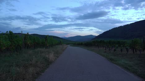 Vineyards-of-Riquewihr-Village-Outskirts-during-Beautiful-Dusk
