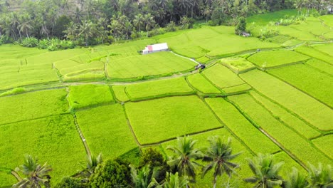 Almost-square-green-rice-terraces-on-Bali,-Indonesia,-with-traditional-huts-and-tropical-palm-tree-forests
