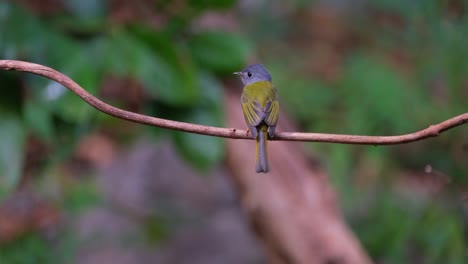 Visto-Desde-Atrás-Mientras-Mira-Alrededor-En-El-Bosque,-Papamoscas-Canario-De-Cabeza-Gris-Culicicapa-Ceylonensis,-Tailandia