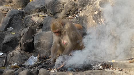 A-rhesus-macaque-monkey-and-baby-picking-through-a-smoldering-and-smoking-trash-heap-to-find-some-food