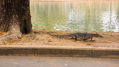 Varanus-lizard-crawling-by-a-tree-in-Lumpini-Park,-calm-water-background,-daylight