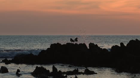 Two-oystercatchers-perched-on-seaside-rocks-at-dusk,-silhouetted-against-an-orange-sky