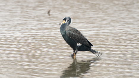 Adult-great-cormorant-clean-feathers-perched-on-post-above-water-and-dives-into-water-in-Den-Oever,-Netherlands-at-sunset