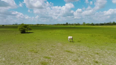 Lone-white-horse-grazing-in-vast-green-field-under-blue-sky,-Arauca,-Colombia,-wide-shot